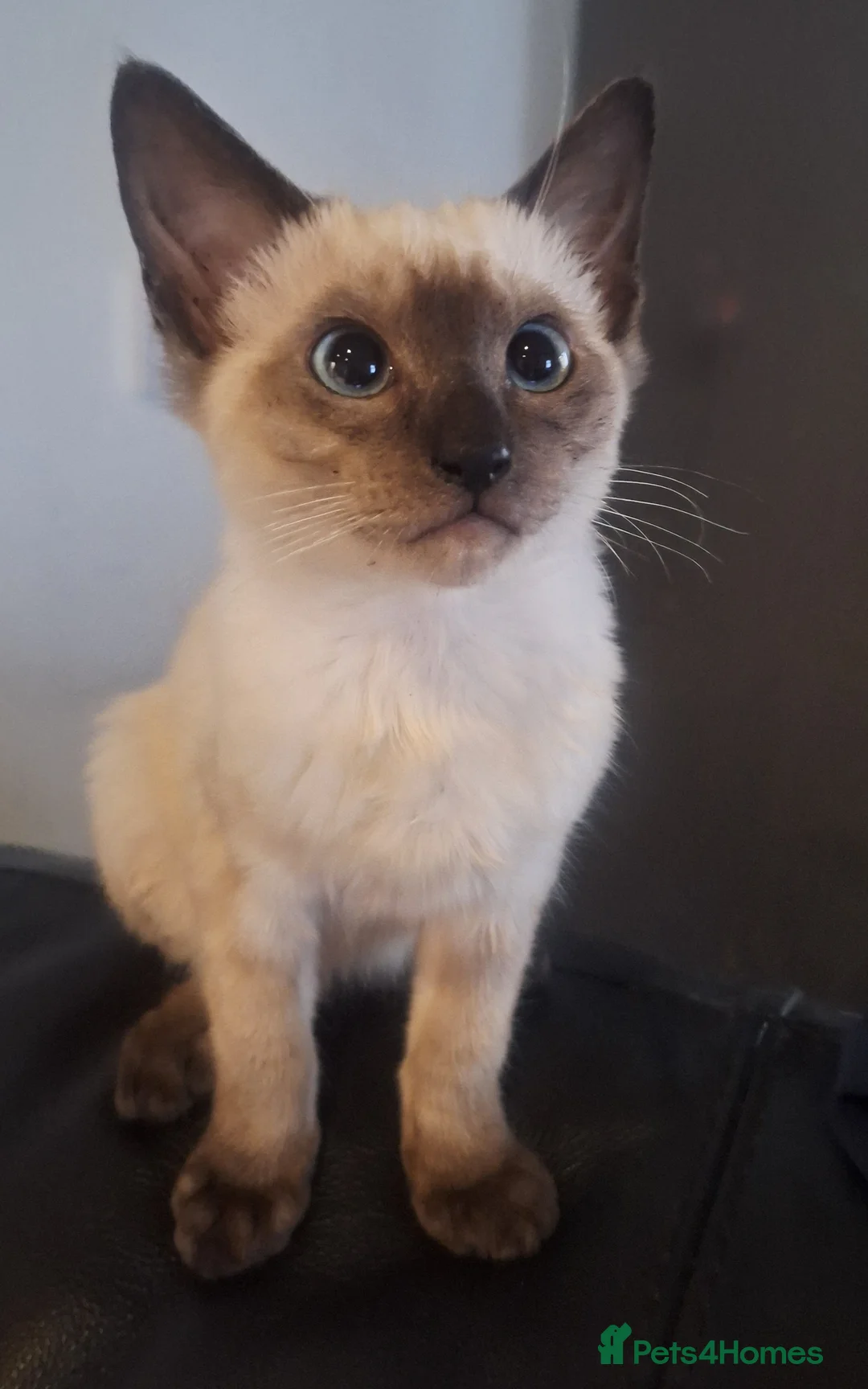 Siamese cats for sale: 4 pure breed simese seal point kittens/therapy pet - Advert 2