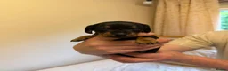 Miniature Dachshund dogs for sale: BEAUTIFUL MINI DACHSHUNDS  in Melrose - Advert 9