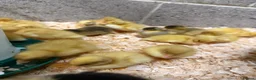 Ducks poultry for sale: Ducklings for sale  - Advert 2