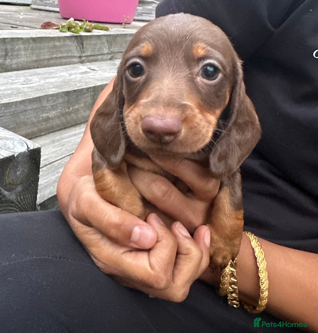 Miniature Dachshund dogs for sale: **Quality Super tiny dachshunds -Ready now - Image 13
