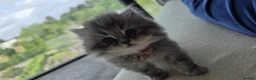 Persian cats for sale: adorable persian kittens in Hemel Hempstead - Advert 3