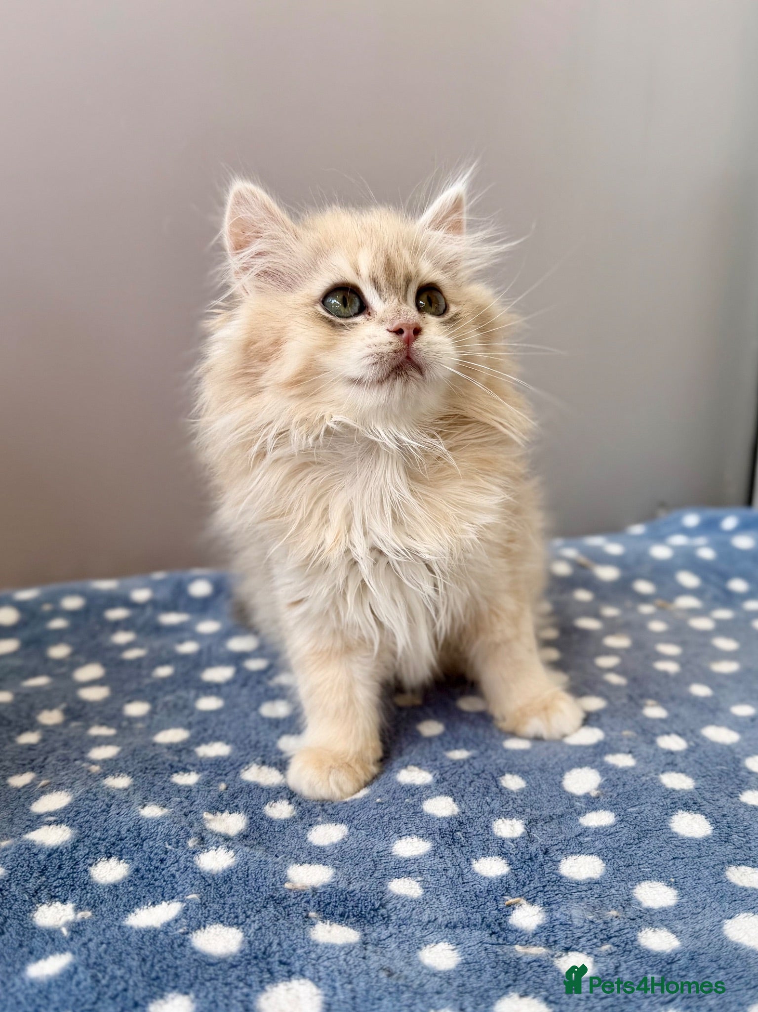 British Longhair cats Champion lines Golden British Longhairs - Advert 2