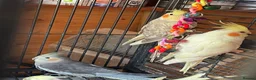 Cockatiels birds for sale: Cockatiel babies  - Advert 6