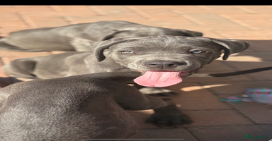 Cane Corso dogs - Advert 2