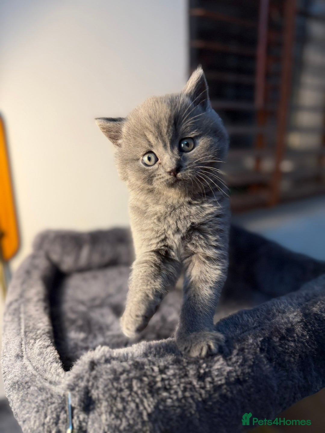 British Shorthair cats for sale: 🐾 British Shorthair × Scottish Straight Kittens - Advert 13
