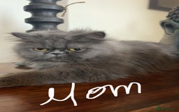 Persian cats for sale: Blue Persian  in Chesterfield - Image 1