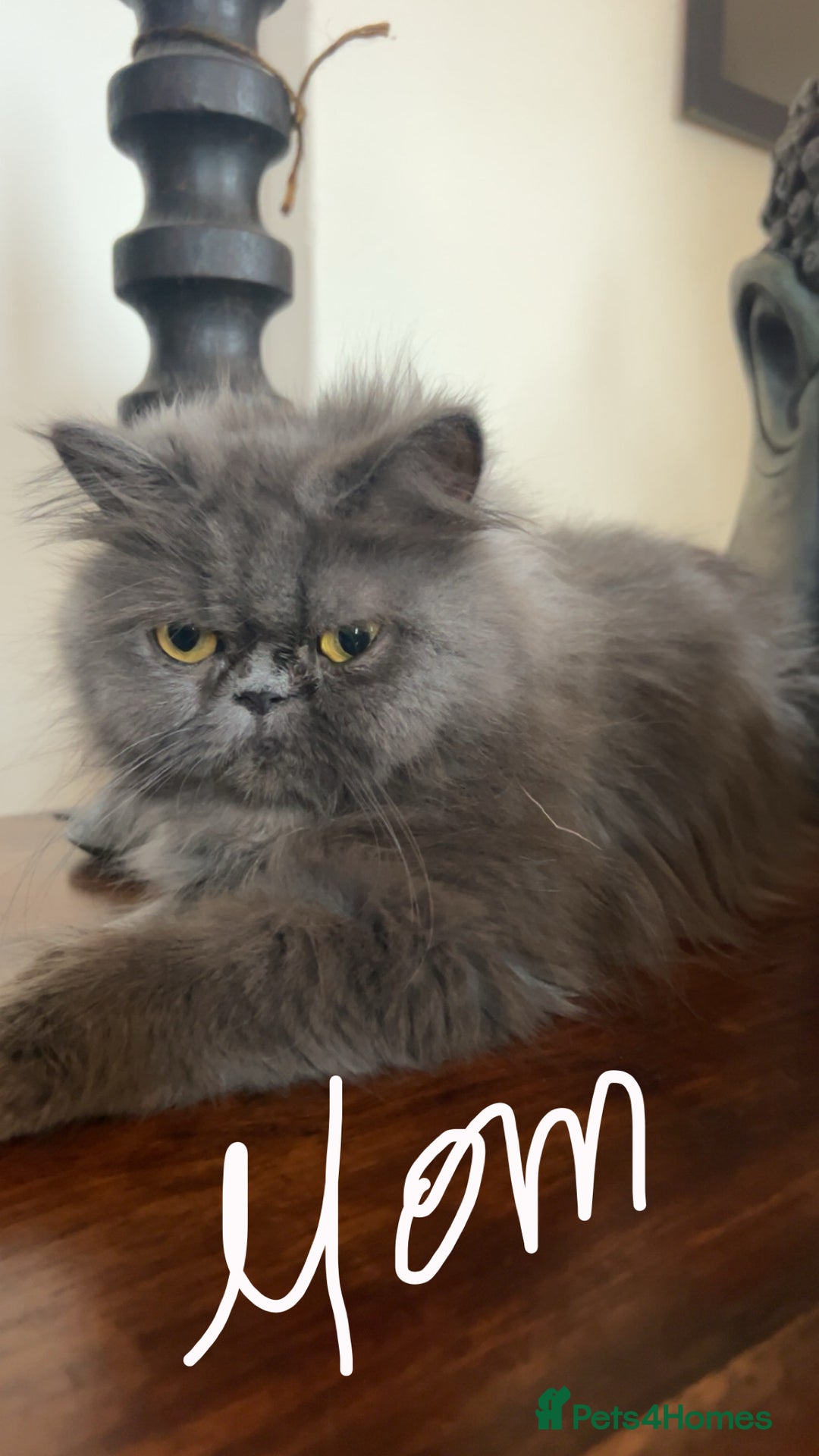 Persian cats for sale: Blue Persian  in Chesterfield - Image 1