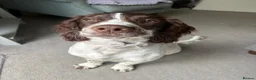 English Springer Spaniel dogs for sale: 9 month springer  - Advert 12