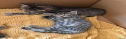 Mixed Breed cats for sale: Last girl Silver grey Tabby £85 due to timewaster - Advert 1