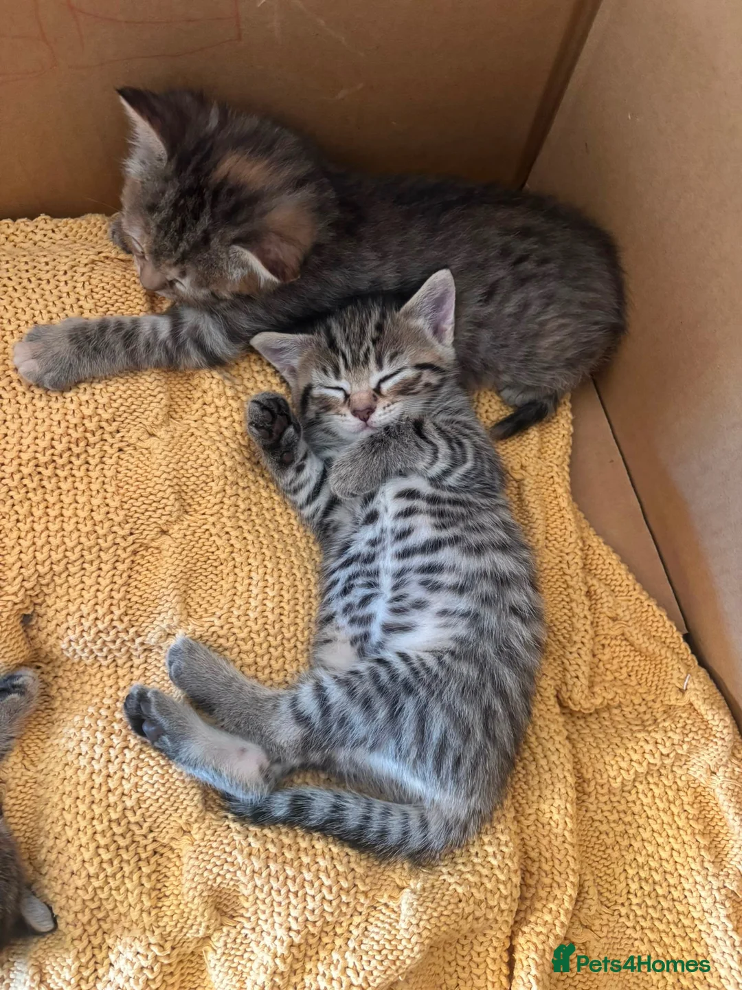 Mixed Breed cats for sale: Last girl Silver grey Tabby £85 due to timewaster - Advert 1