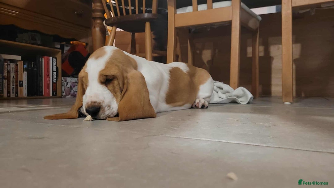 Basset Hound dogs for sale: Red and white basset boy available  - Image 2