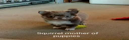 Chihuahua dogs for sale: Stunning long coat chihuahua puppies  - Advert 9