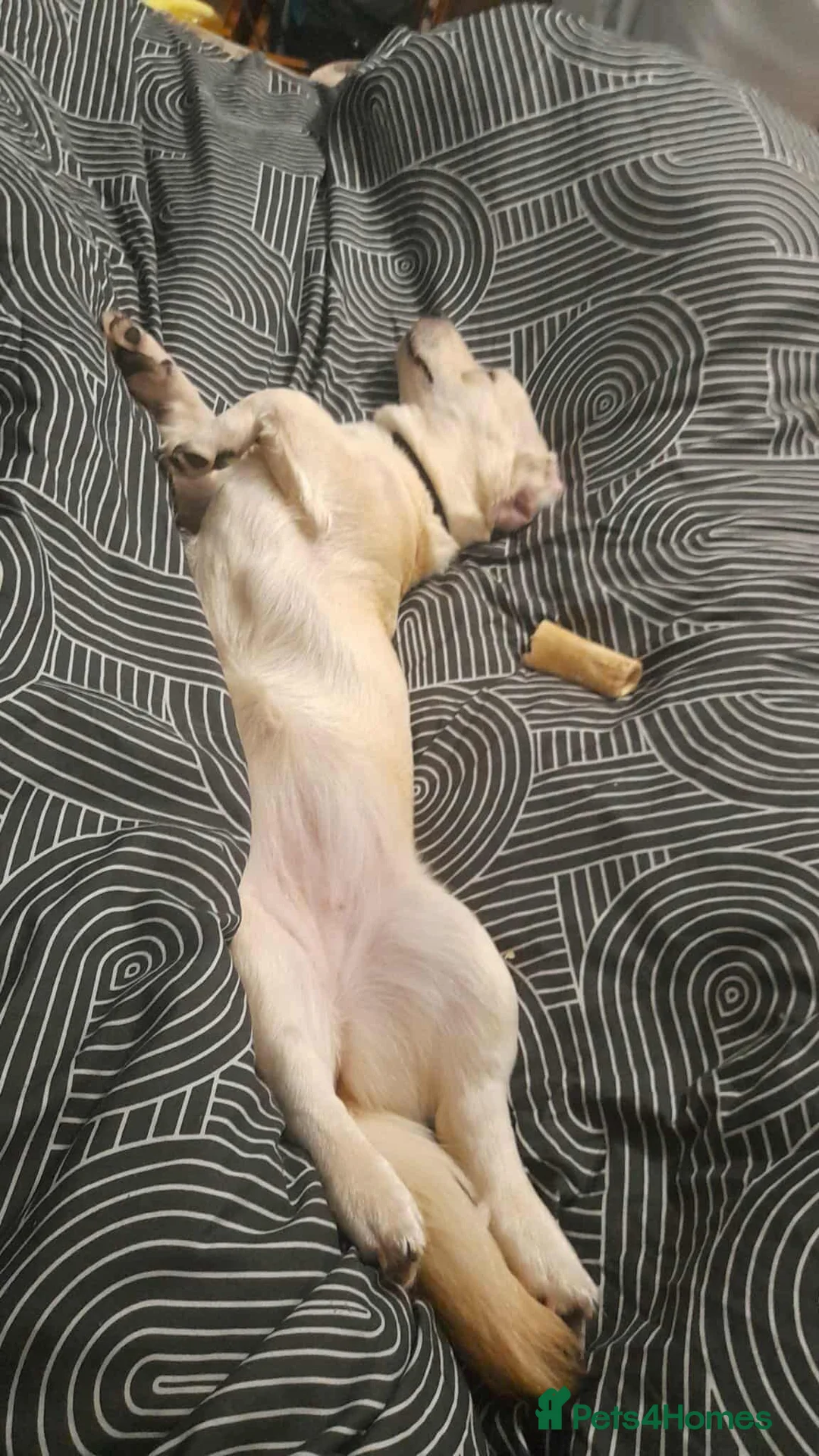 Mixed Breed dogs for adoption: ROXANNE - Advert 15