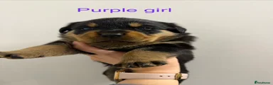 Rottweiler Female - Purple