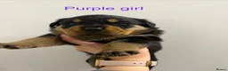 Rottweiler dogs for sale: Rottweiler Puppies For Sale - Advert 4