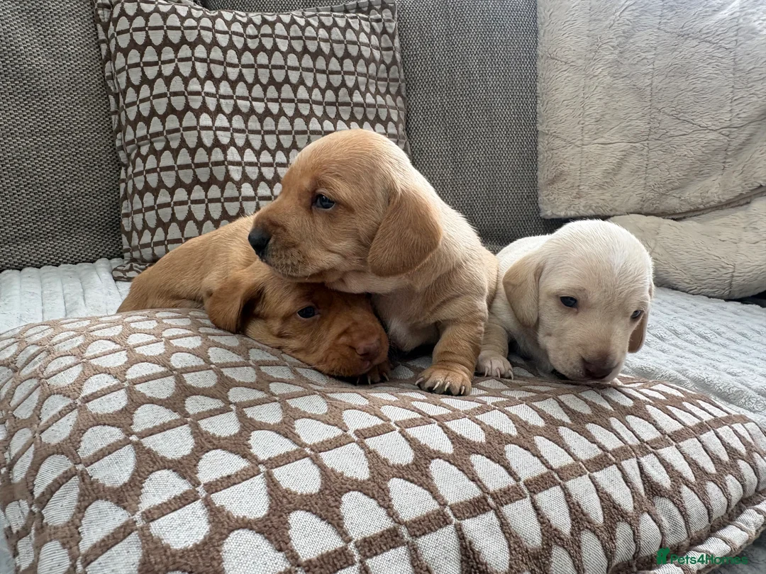 Miniature Dachshund dogs for sale: Stunning cream mini dachshunds  in Manchester - Advert 10