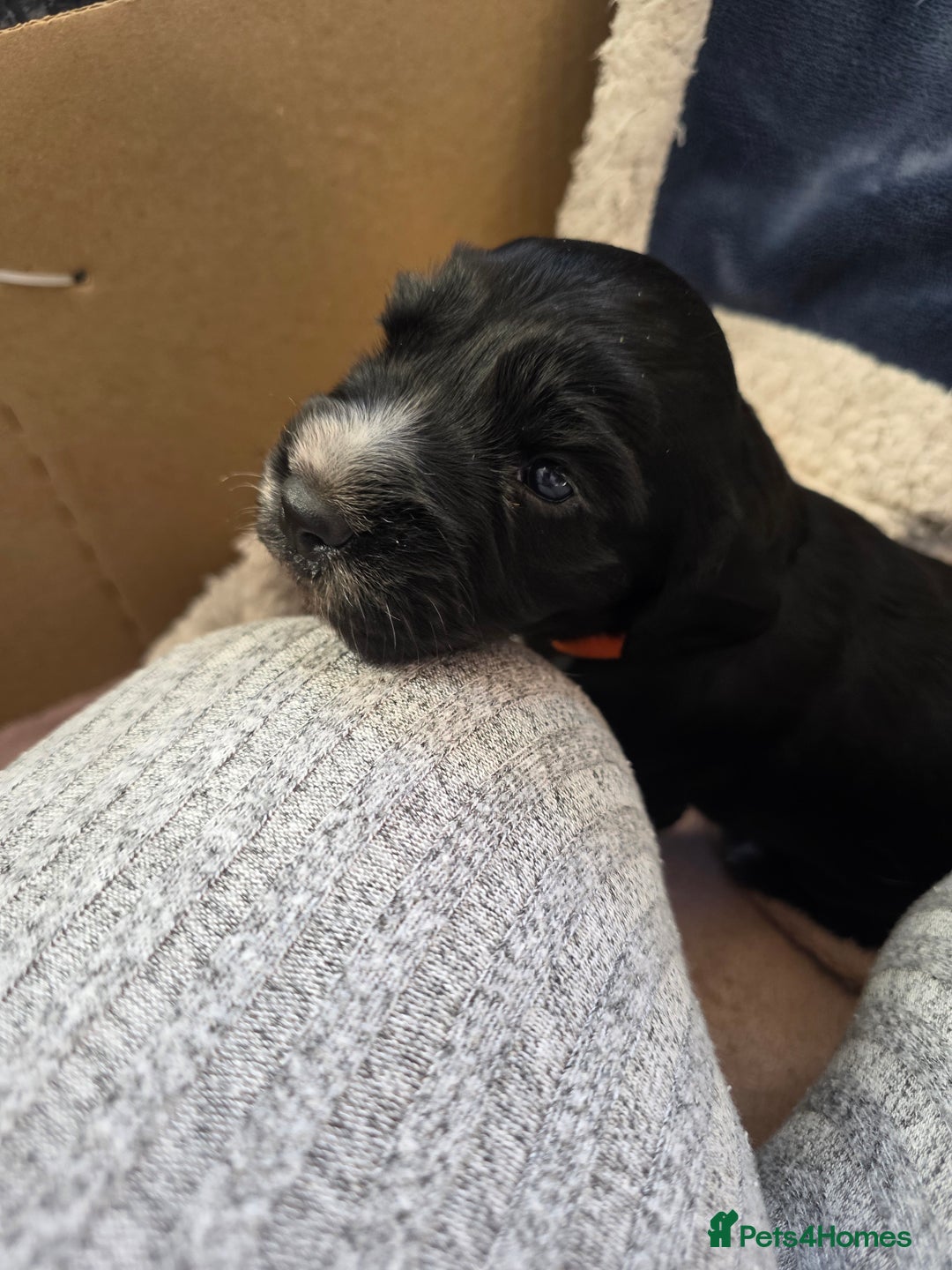 Cocker Spaniel dogs for sale: Working cocker Spaniel puppies KC registered  - Image 11