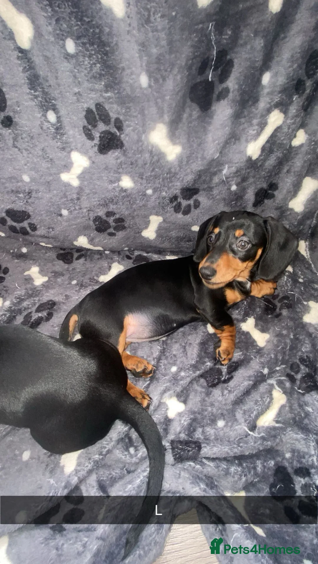 Miniature Dachshund dogs for sale: 1 girl 1 boy miniature dachshund puppies.  in Edgware - Advert 7