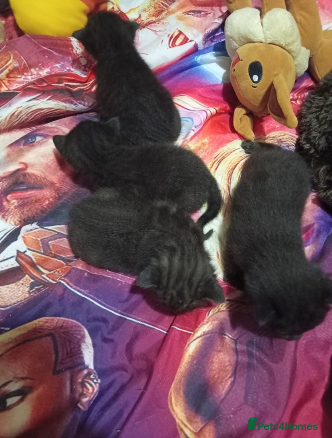 British Shorthair cats for sale: Blue Russian Mix  - Image 7