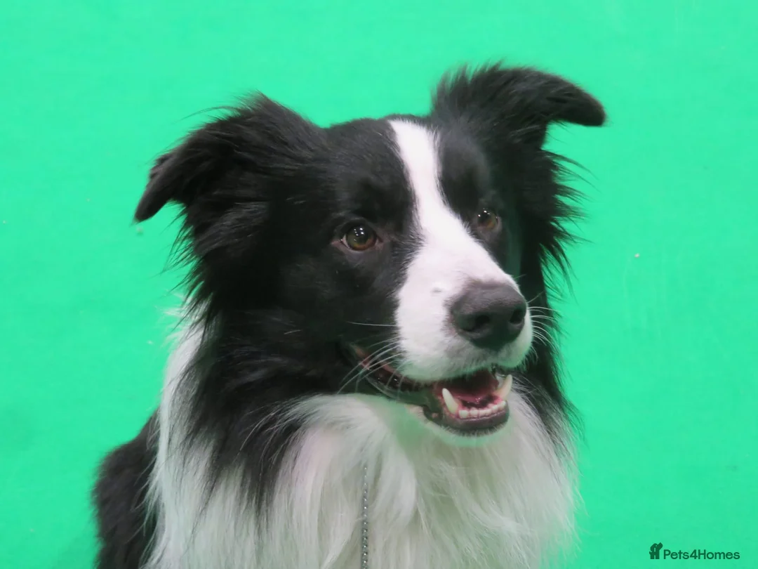 Border Collie dogs for stud: For stud. KC reg and proven.  in Brierley Hill - Advert 6