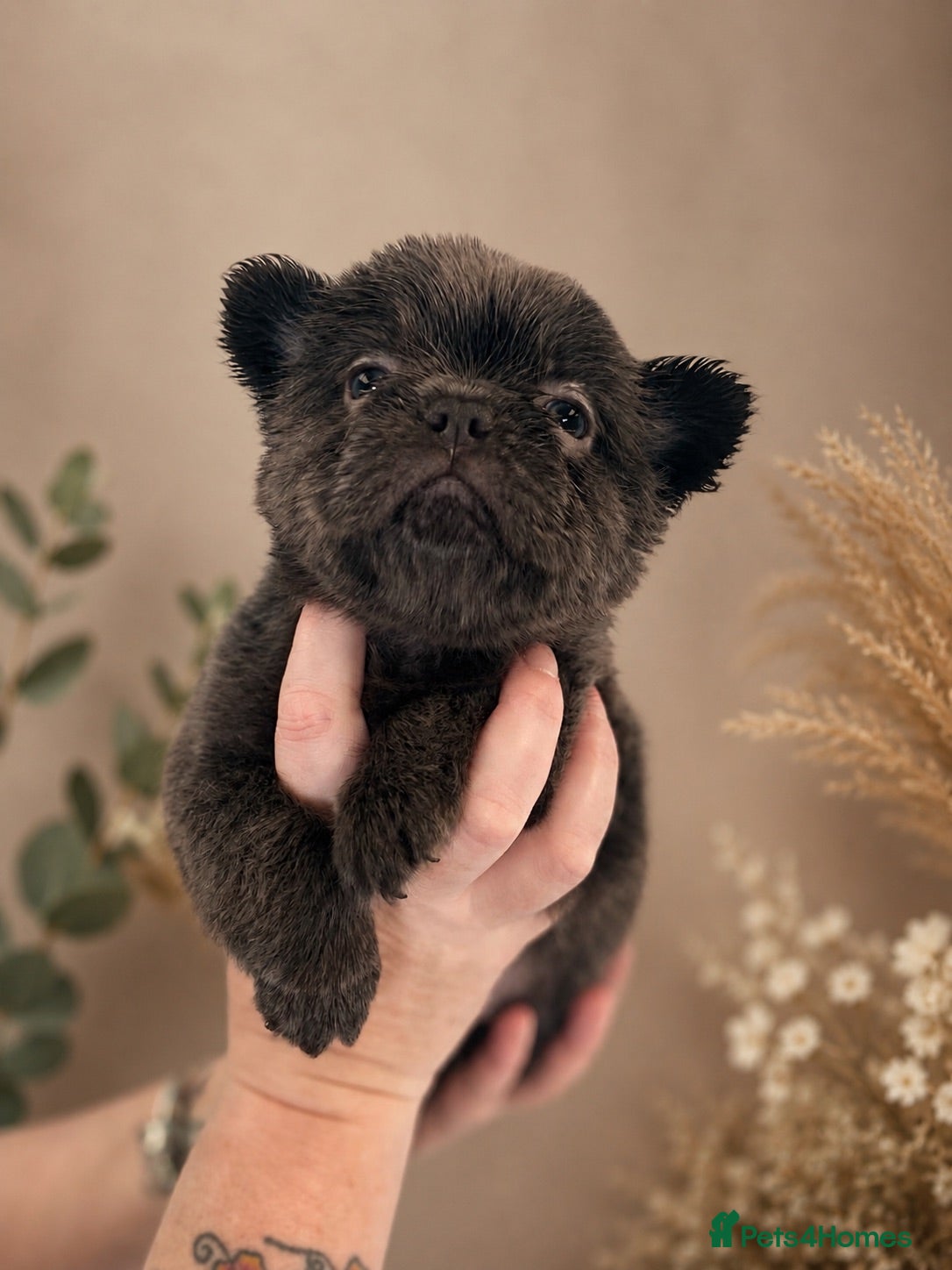 French Bulldog dogs Beautiful Mixed colours Fluffy Frenchie Pups - Advert 5