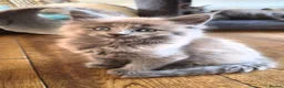 Maine Coon cats for sale: Maine coon pedigree kittens  - Advert 8