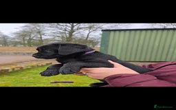 Labrador Retriever dogs for sale: KC Reg Labrador Puppies - Therapy Dog Mum - Image 4