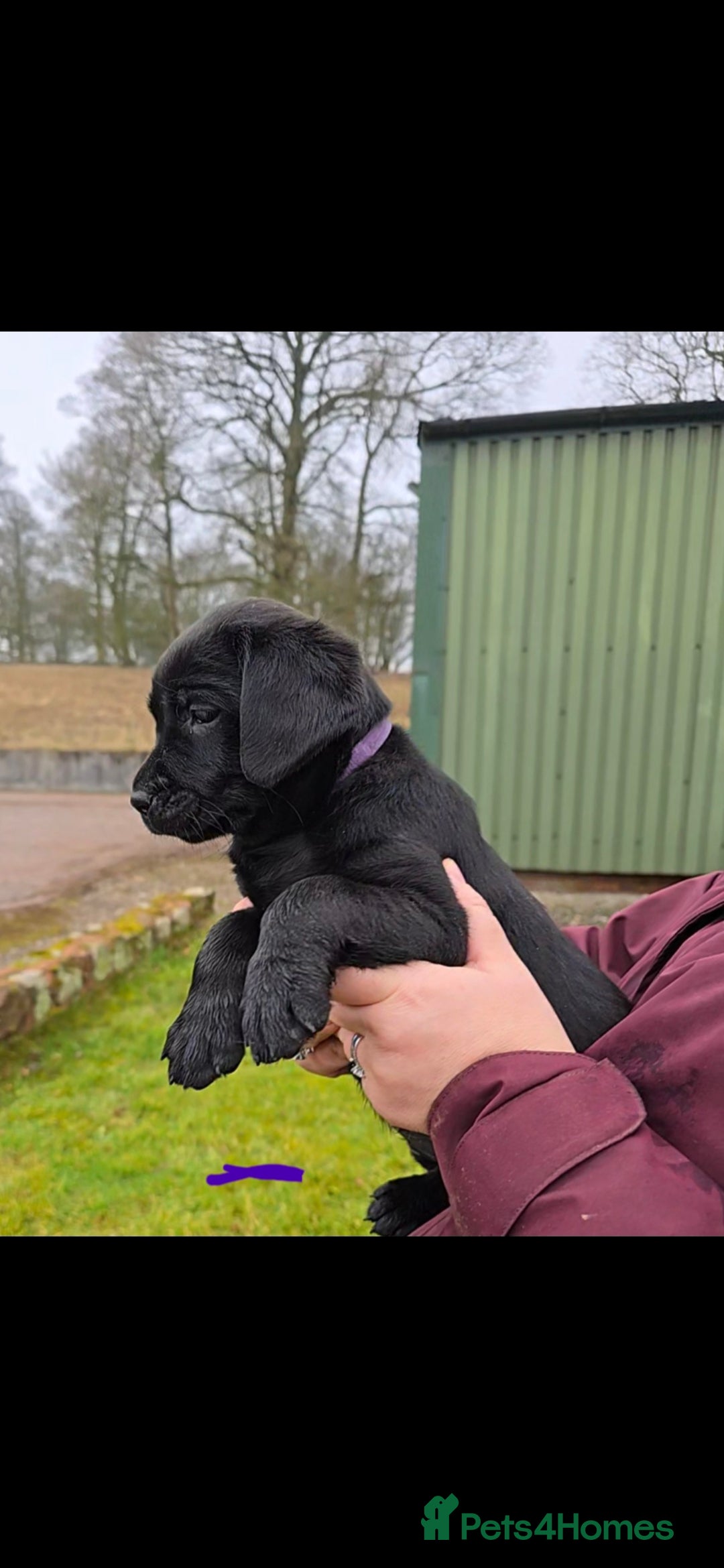 Labrador Retriever dogs for sale: KC Reg Labrador Puppies - Therapy Dog Mum - Image 4