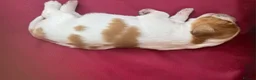 Brittany Spaniel dogs for sale: Brittany Puppies (HPR) in Tadley - Advert 7