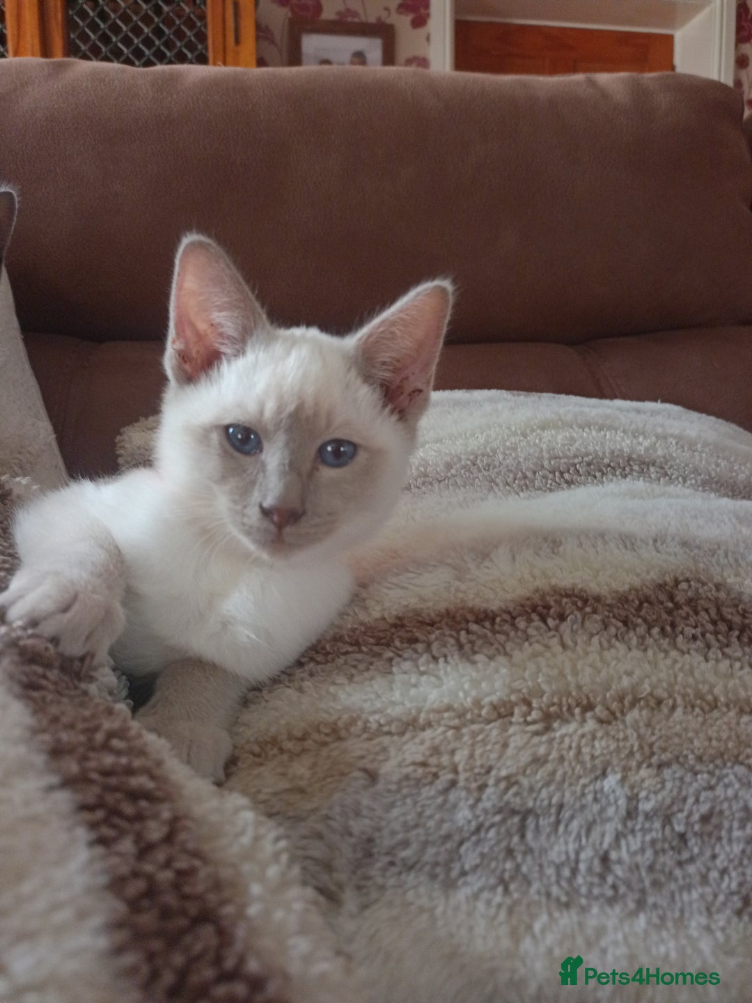 Siamese cats for sale: Beautiful litter of Simease - Image 8