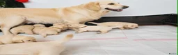 Golden Retriever dogs for sale: 5 Left- Champion Line KC Golden Retriever Puppies  - Advert 11