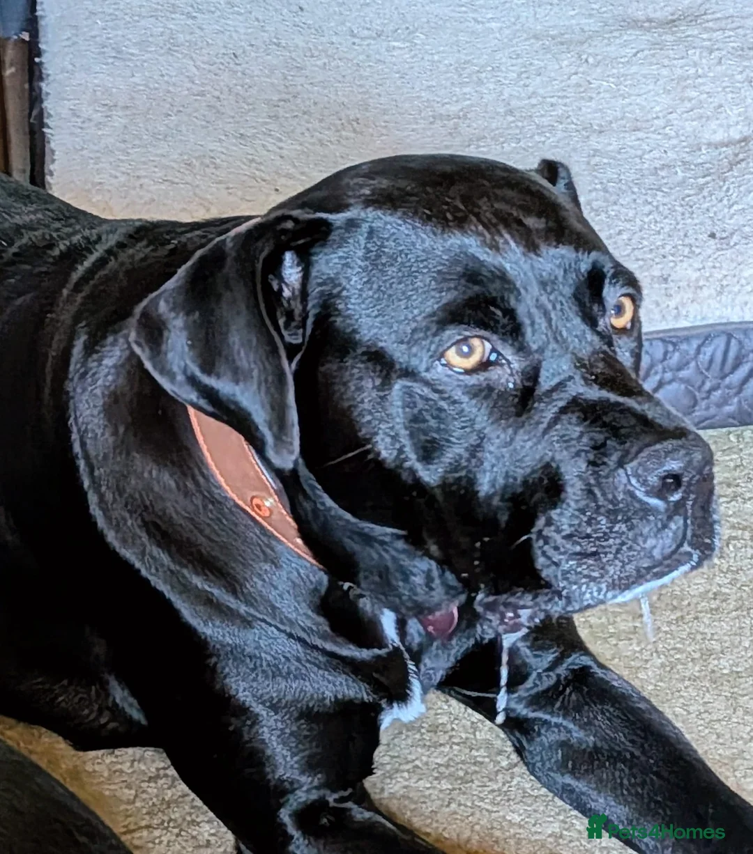 Mixed Breed dogs for sale: Cane Corso X Newfoundland/Labrador Puppies - Advert 19