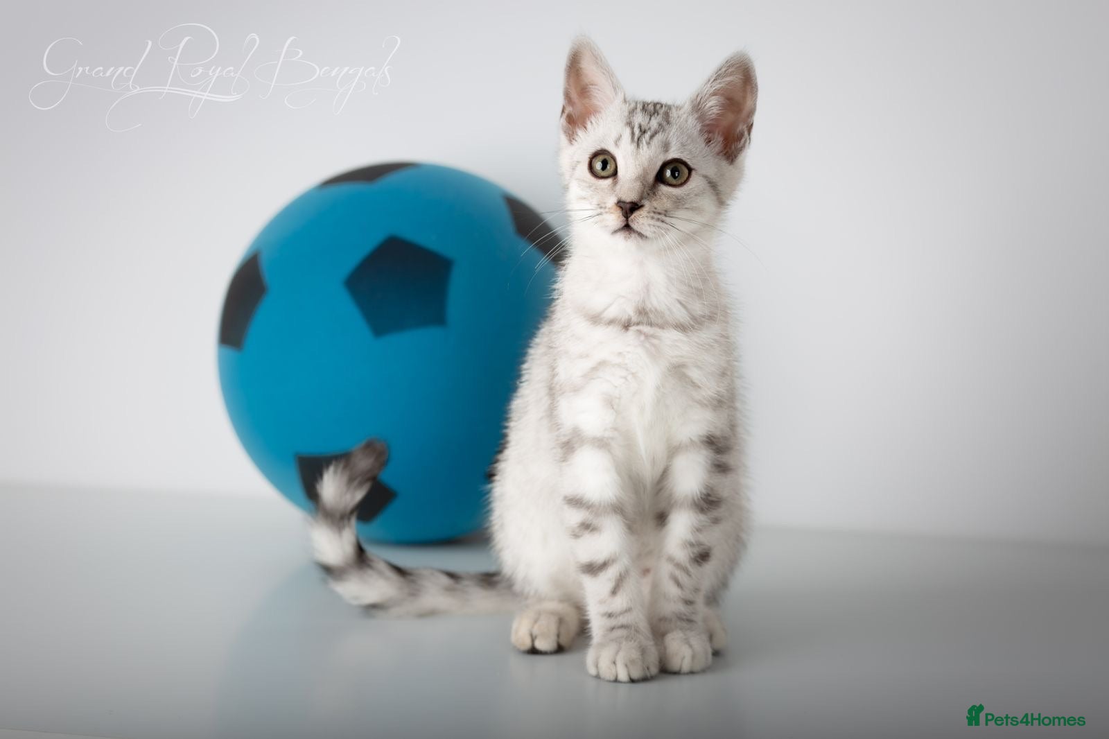 Bengal cats Rare Blue Snow Bengal Boy - Advert 1