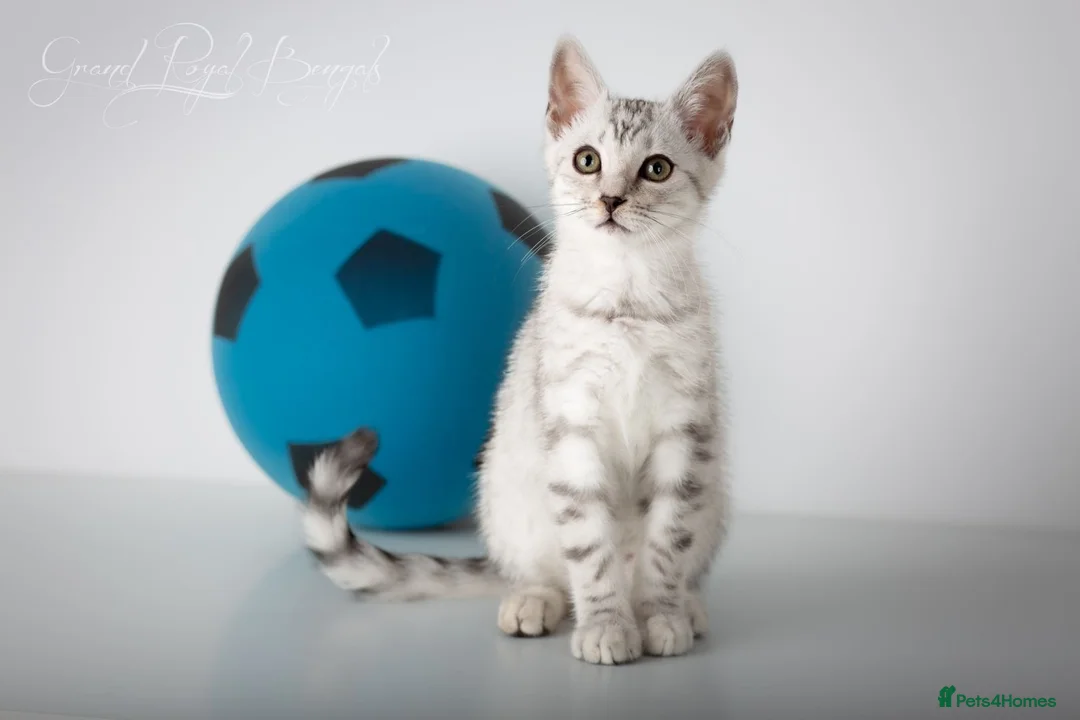 Bengal cats for sale: Rare Blue Snow Bengal Boy in Northampton - Advert 1