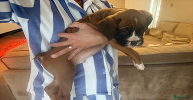 Boxer dogs - Advert 13