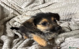 Jackapoo dogs for sale: Adorable Jackapoo puppies  - Image 13