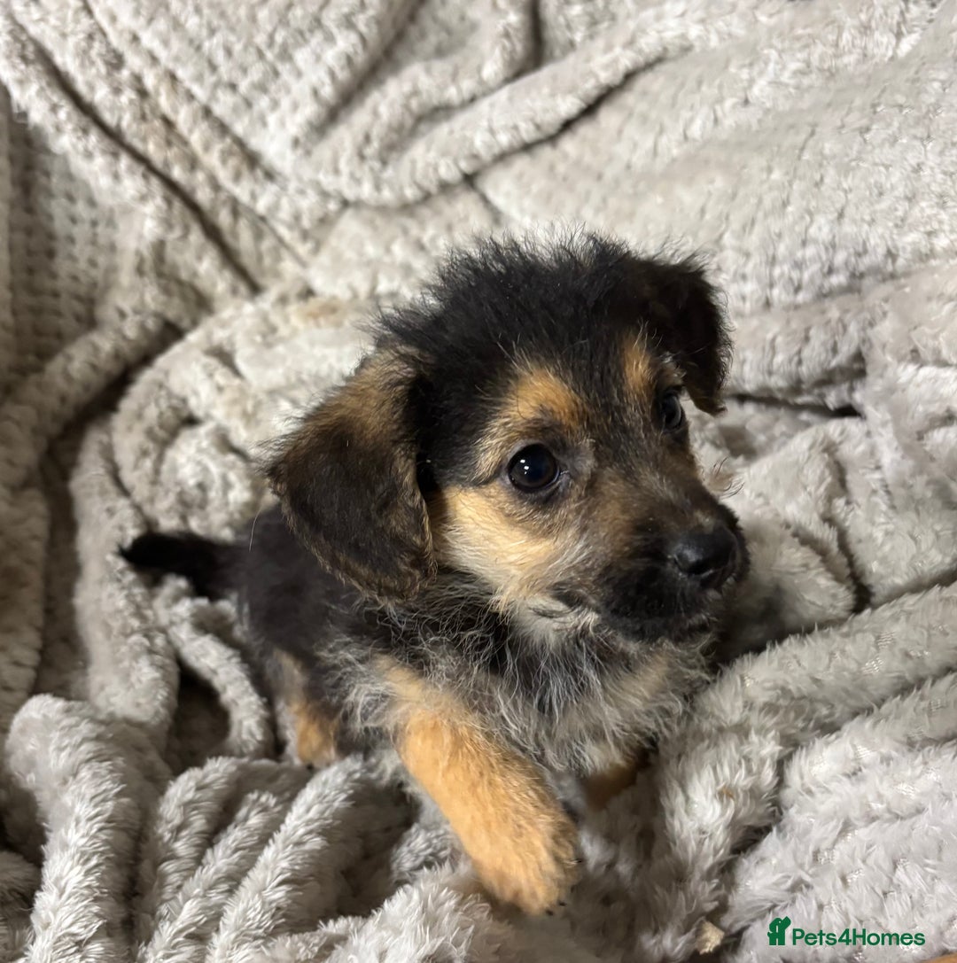 Jackapoo dogs for sale: Adorable Jackapoo puppies  - Image 13