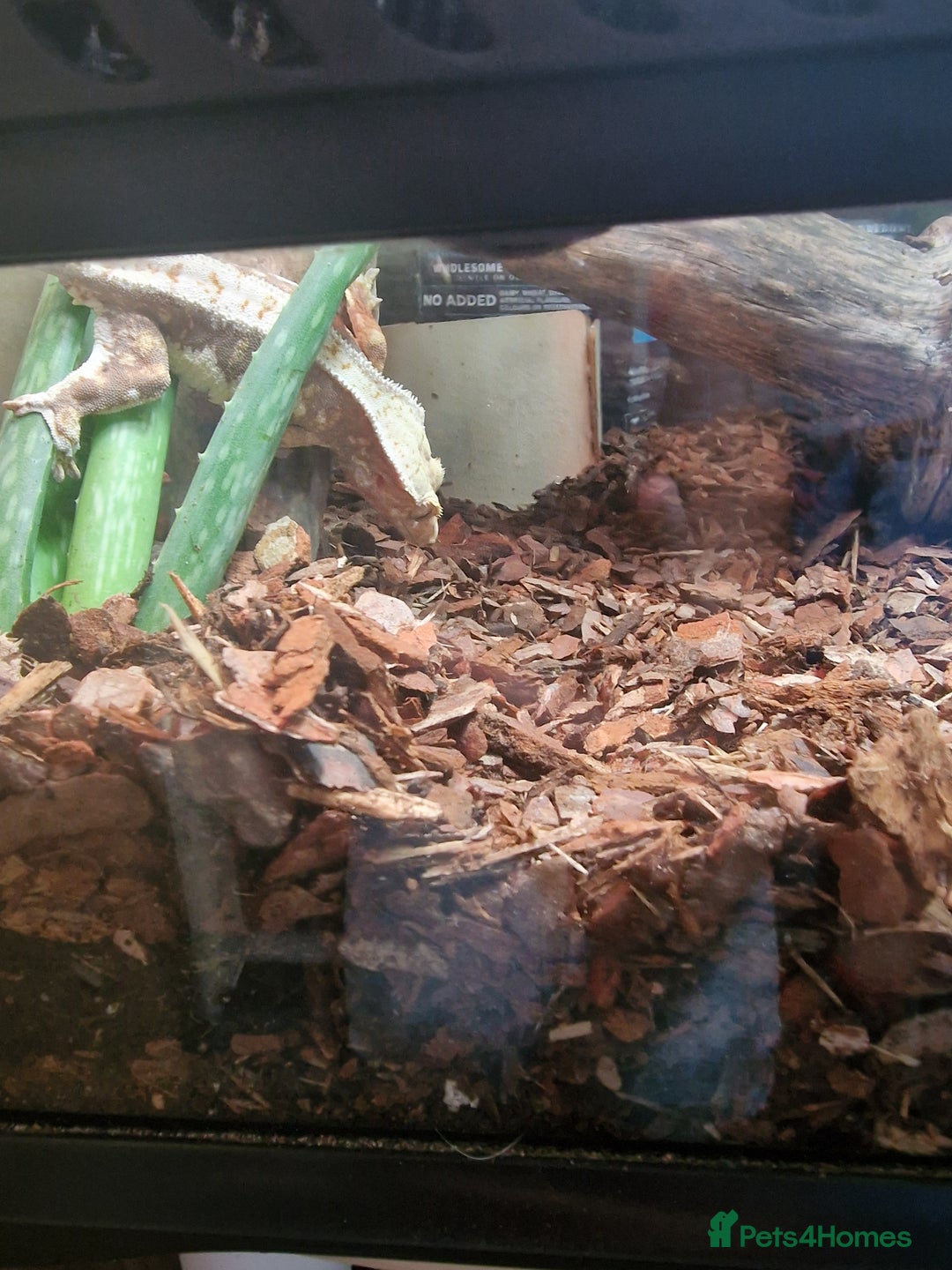 Gecko reptiles for sale: Two crested gecko girls with their terrarium  - Image 5