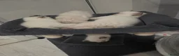 Ragdoll cats for sale: Pure blue point ragdoll kittens for sale - Advert 18