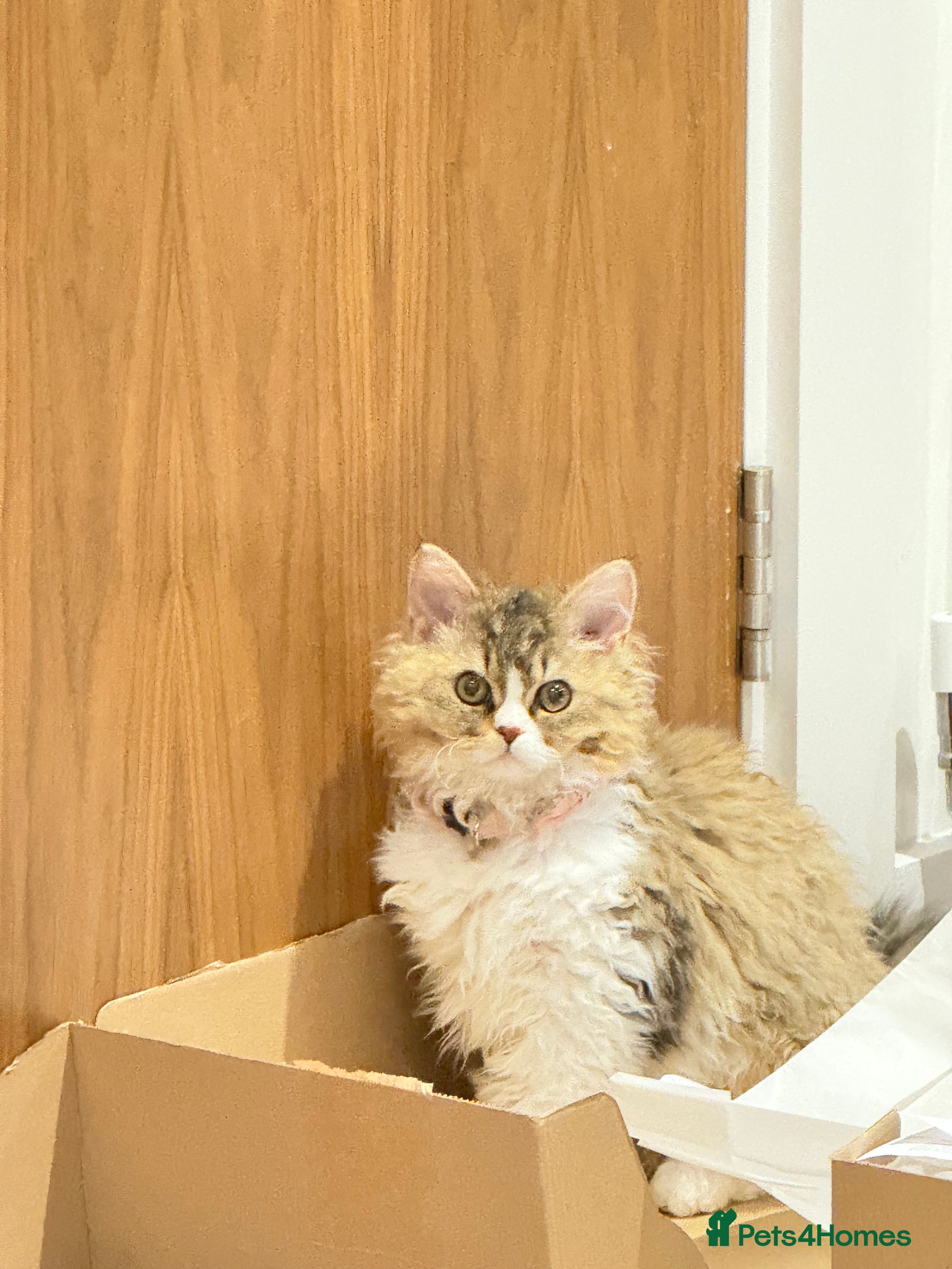 Selkirk Rex cats Pumpkin  - Advert 1