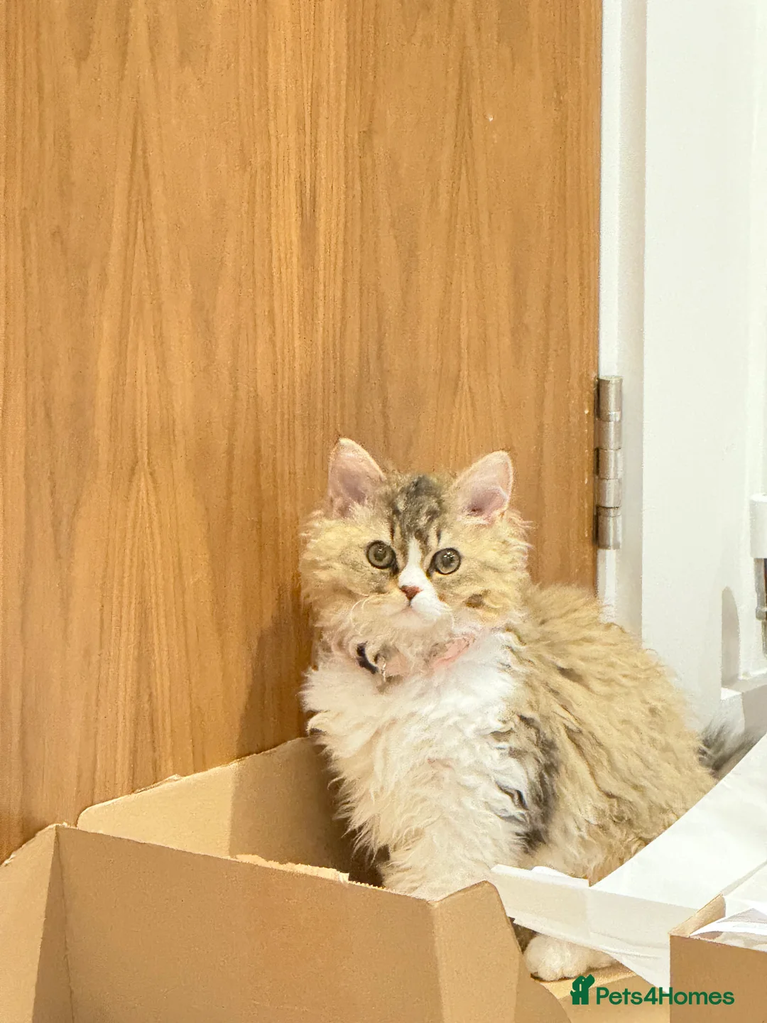 Selkirk Rex cats for sale: Pumpkin  - Advert 1