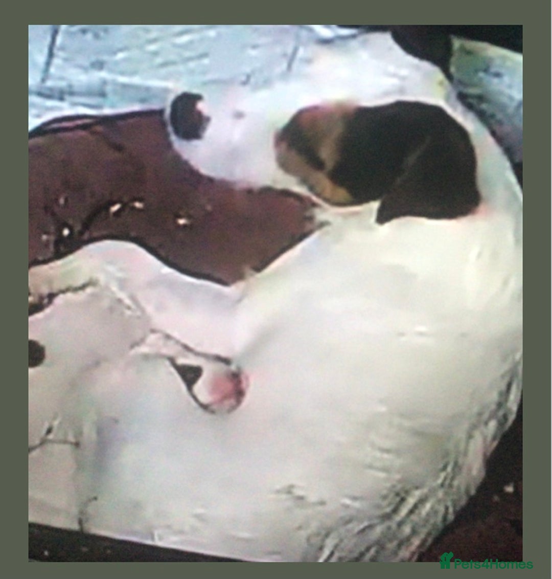 Parson Russell dogs for sale: Parson Russell Dog Pup - Advert 3