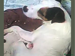 Parson Russell dogs Parson Russell Dog Pup - Advert 1