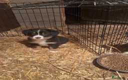 Mixed Breed dogs for sale: Bernese mountain dog mix - Advert 1