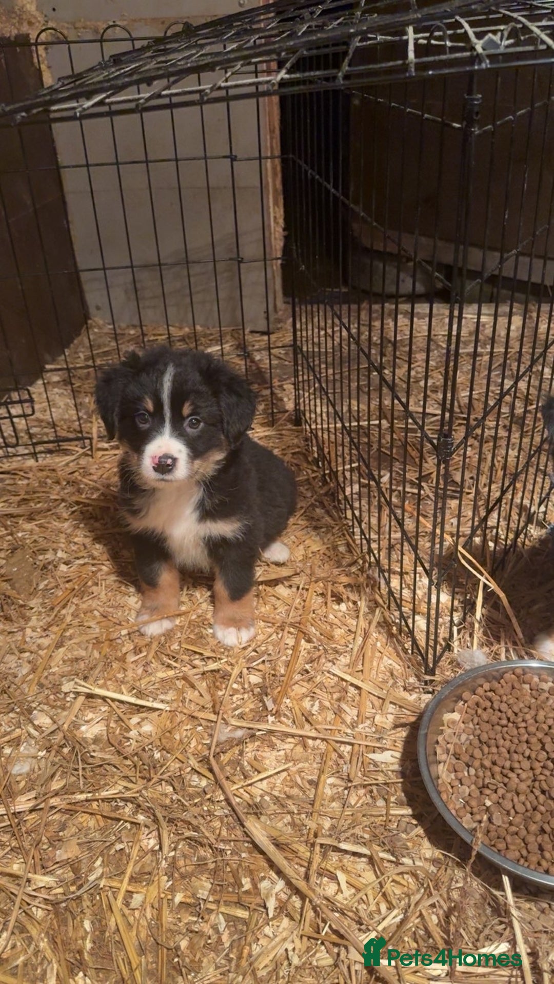 Mixed Breed dogs for sale: Bernese mountain dog mix - Advert 1