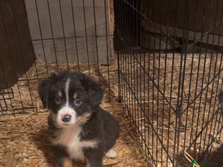 Mixed Breed dogs for sale: Bernese mountain dog mix - Advert 1