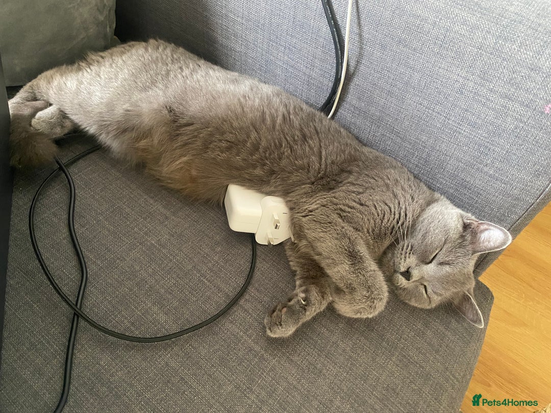 British Shorthair cats for sale: British Shorthair kittens to reserve  - Advert 7