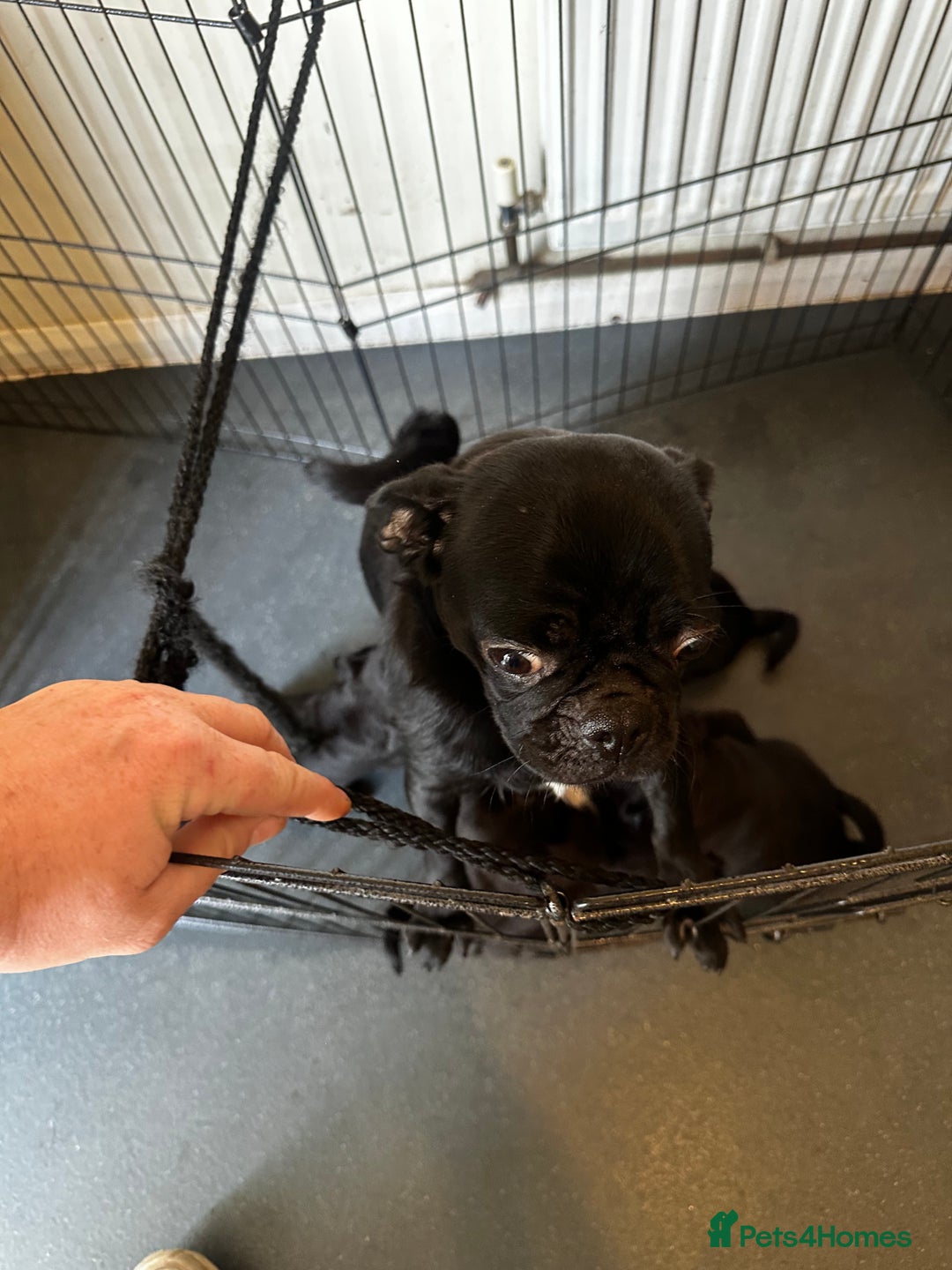 Pug dogs for sale: 🐾Four adorable pug puppies🐾 - Image 8