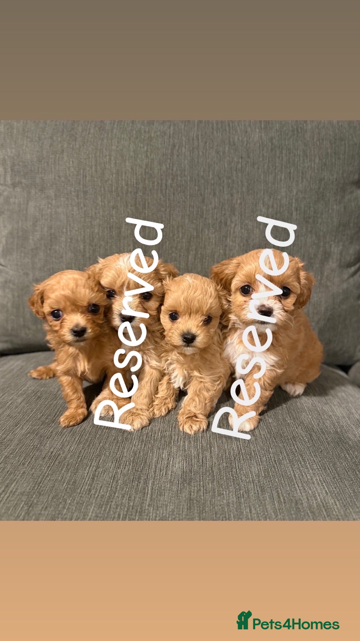 Maltipoo dogs Beautiful tiny F1 Asian Maltipoo puppies  - Advert 3
