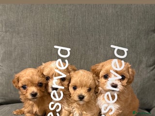 Maltipoo dogs Beautiful tiny F1 Asian Maltipoo puppies - Advert 3